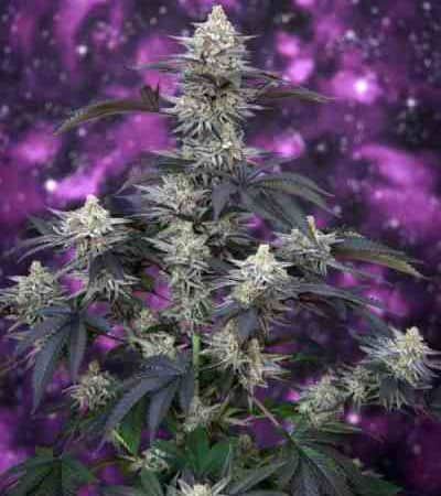 Cherrygasm > TGA Subcool Seeds | Regular Cannabis   |  Sativa