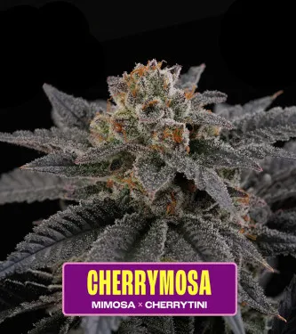 Cherrymosa > Perfect Tree | Graines Féminisées  |  Hybride