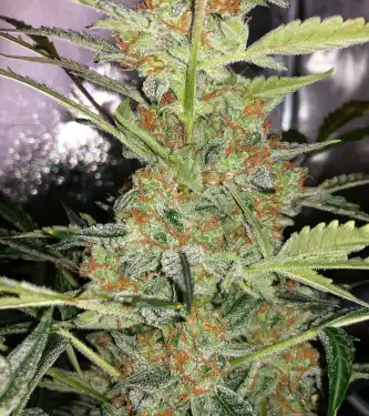 Cherrytini > Perfect Tree | Feminized Marijuana   |  Hybrid