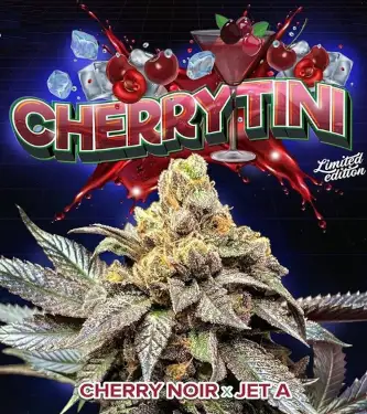 Cherrytini > Perfect Tree | Feminisierte Hanfsamen  |  Hybrid