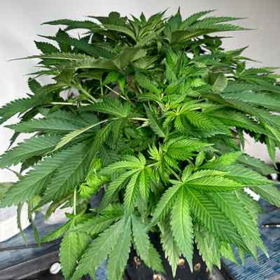 Chimera Cut > Anesia Seeds | Feminized Marijuana   |  Hybrid