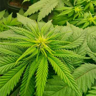 Chimera Cut > Anesia Seeds | Feminized Marijuana   |  Hybrid