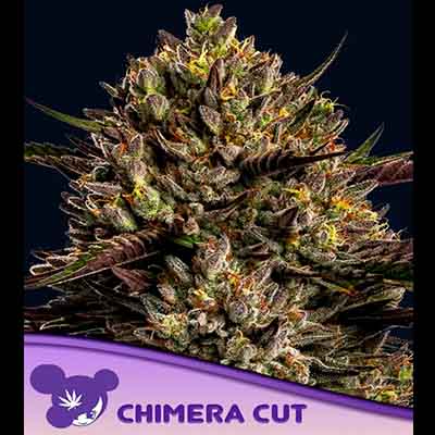 Chimera Cut > Anesia Seeds | Feminized Marijuana   |  Hybrid