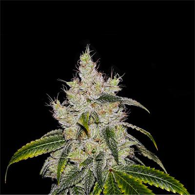 Chiquita Banana Auto > Philosopher Seeds | Autoflowering Cannabis   |  Hybrid