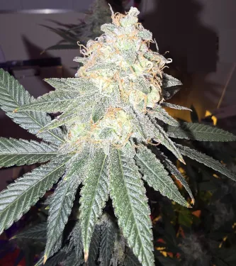 Chocolate Rainbow XXL > Sensi Seeds | Semillas feminizadas  |  Híbrido