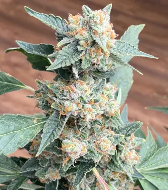 Chocolate Rainbow XXL > Sensi Seeds | Semillas feminizadas  |  Híbrido