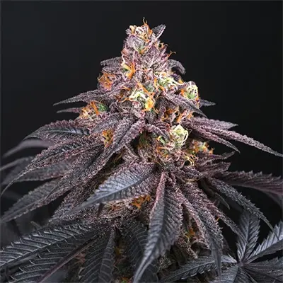 Coco Fresh > Perfect Tree | Feminized Marijuana   |  Indica