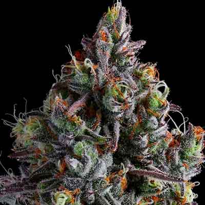 Coco Jambo > Anesia Seeds | Feminisierte Hanfsamen  |  Indica