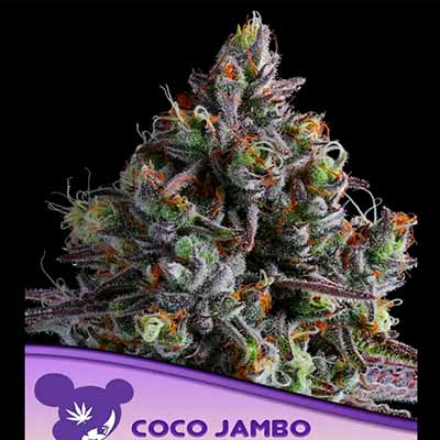 Coco Jambo > Anesia Seeds | Graines Féminisées  |  Indica