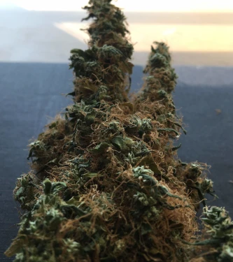 Congo > Anesia Seeds | Feminized Marijuana   |  Sativa