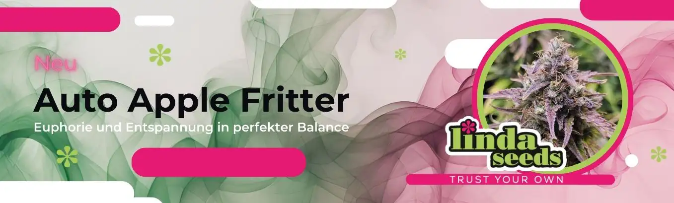 neu Linda Samen Auto Apple Fritter