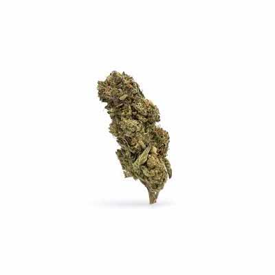 Cookies > The Bulldog Seeds | Semillas feminizadas  |  Sativa