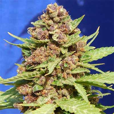 Cookies > The Bulldog Seeds | Semillas feminizadas  |  Sativa