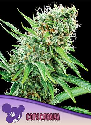 Copacobana > Anesia Seeds | Feminisierte Hanfsamen  |  Sativa