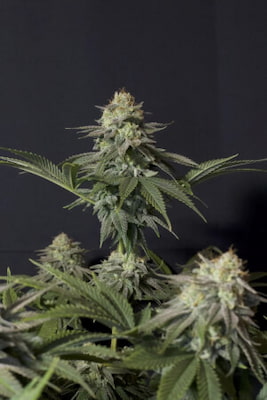 Corkscrew Auto > Royal Queen Seeds | Graines Autofloraison  |  Hybride