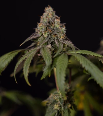 Cosmic Kiss > Sensi Seeds | Feminized Marijuana   |  Indica