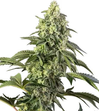 Cosmic Kiss > Sensi Seeds | Feminisierte Hanfsamen  |  Indica