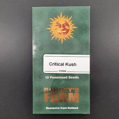 Critical Kush > Barney`s Farm | Feminisierte Hanfsamen  |  Indica