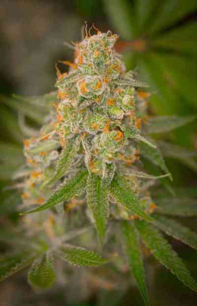 Cuvee > TGA Subcool Seeds | Regular Cannabis   |  Indica