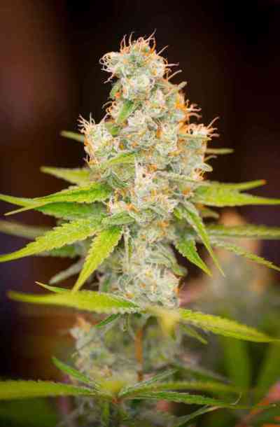 Cuvee > TGA Subcool Seeds | Regular Cannabis   |  Indica