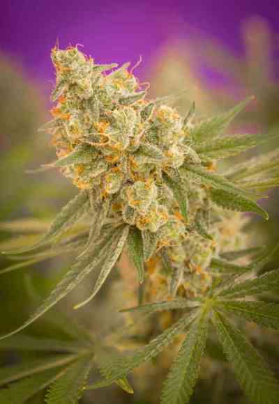 Cuvee > TGA Subcool Seeds | Regular Cannabis   |  Indica