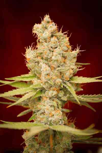 Cuvee > TGA Subcool Seeds | Regular Cannabis   |  Indica