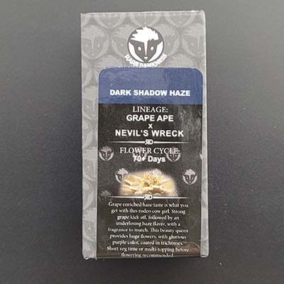 Dark Shadow Haze > Rare Dankness Seeds | Reguläre Hanfsamen  |  Sativa