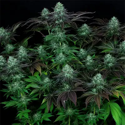 Dark Star x AK-49 > Vision Seeds | Graines Féminisées  |  Indica