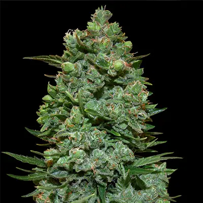 Dark Star x AK-49 > Vision Seeds | Graines Féminisées  |  Indica