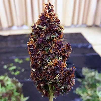 Datscha Grün (F1 Fast Flowering) > Linda Seeds | Graines Féminisées  |  Sativa