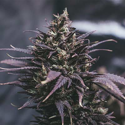 Datscha Grün (F1 Fast Flowering) > Linda Seeds | Graines Féminisées  |  Sativa