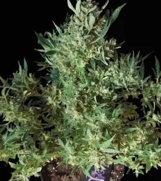 Deep Jealousy Auto > Anesia Seeds | Autoflowering Hanfsamen  |  Hybrid