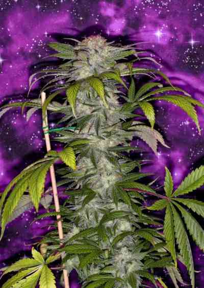 Deep Purple > TGA Subcool Seeds | Semillas Regulares  |  Índica