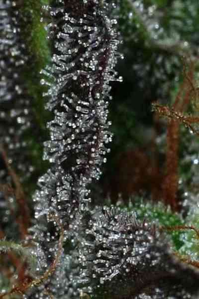 Deep Purple > TGA Subcool Seeds | Semillas Regulares  |  Índica