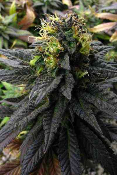 Deep Purple > TGA Subcool Seeds | Semillas Regulares  |  Índica