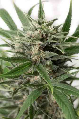 Blue Amnesia XXL Autoflowering > Dinafem Seeds | Autoflowering Cannabis   |  Hybrid