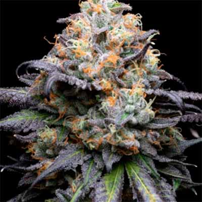 Dirty Money > Cookies Seedbank | Feminisierte Hanfsamen  |  Hybrid