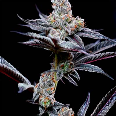 Dirty Money > Cookies Seedbank | Feminized Marijuana   |  Hybrid