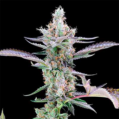 Dirty Money > Cookies Seedbank | Feminisierte Hanfsamen  |  Hybrid