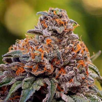 Dirty Money > Cookies Seedbank | Feminized Marijuana   |  Hybrid