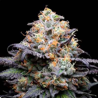 Double Sherb > Cookies Seedbank | Feminisierte Hanfsamen  |  Indica