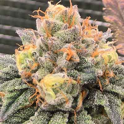 Dried Fruit > Cookies Seedbank | Feminized Marijuana   |  Indica