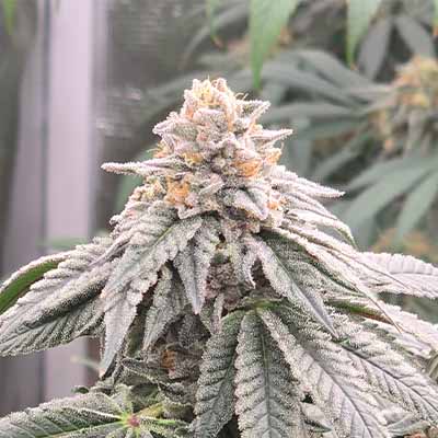 Dried Fruit > Cookies Seedbank | Feminized Marijuana   |  Indica