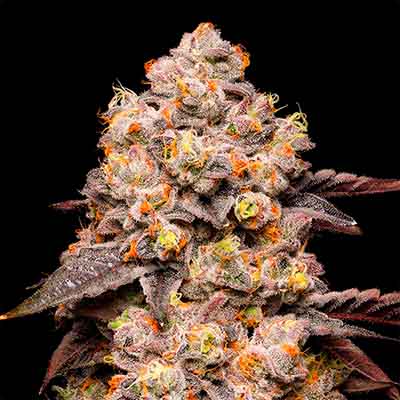 Dried Fruit > Cookies Seedbank | Feminized Marijuana   |  Indica