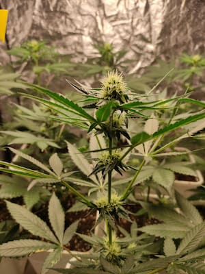 Dynamite Diesel > Royal Queen Seeds | Semillas feminizadas  |  Sativa