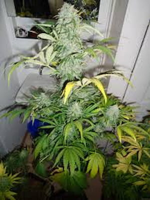 Easy Money > Grounded Genetics | Feminized Marijuana   |  Hybrid