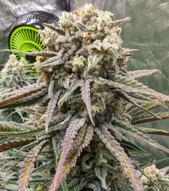 Eggnog OG > G13 Labs | Feminized Marijuana   |  Indica