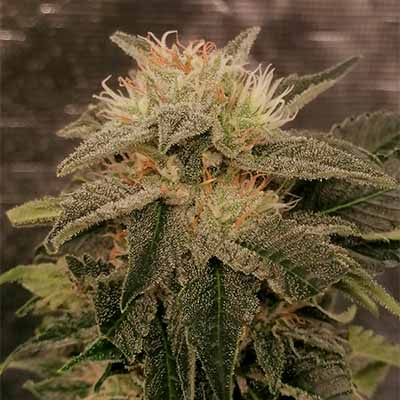 Elementz > Anesia Seeds | Graines Féminisées  |  Indica