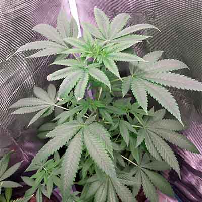 Elementz > Anesia Seeds | Feminized Marijuana   |  Indica