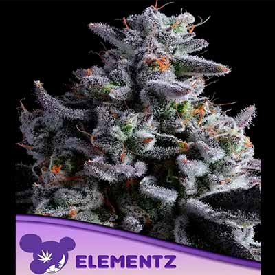 Elementz > Anesia Seeds | Feminisierte Hanfsamen  |  Indica